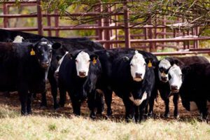 Farm and ranch loans are supporting this herd of cattle in Stillwater, OK