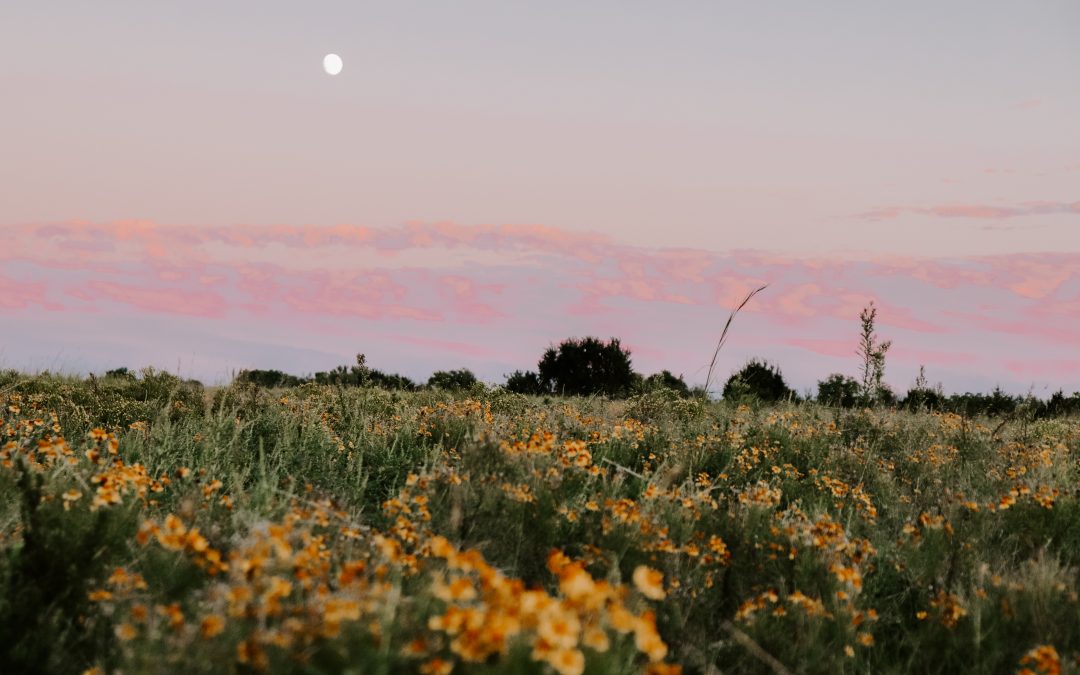 A field with flowers and trees in the background